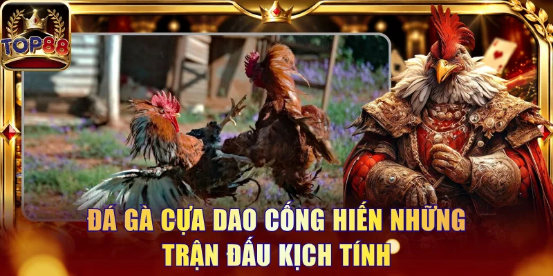 Đá Gà Cựa Dao Và Những Quy Định Trong Trận Trận Cần Biết