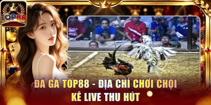 Đá Gà Top88 - Trải Nghiệm Trực Tiếp Trận Đấu Và Kèo Nổi Bật