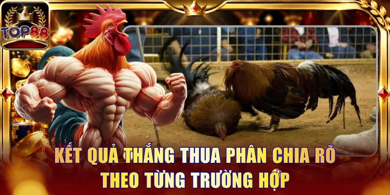 Đá Gà Cựa Dao Và Những Quy Định Trong Trận Trận Cần Biết