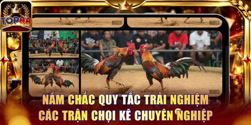 Đá Gà Top88 - Trải Nghiệm Trực Tiếp Trận Đấu Và Kèo Nổi Bật