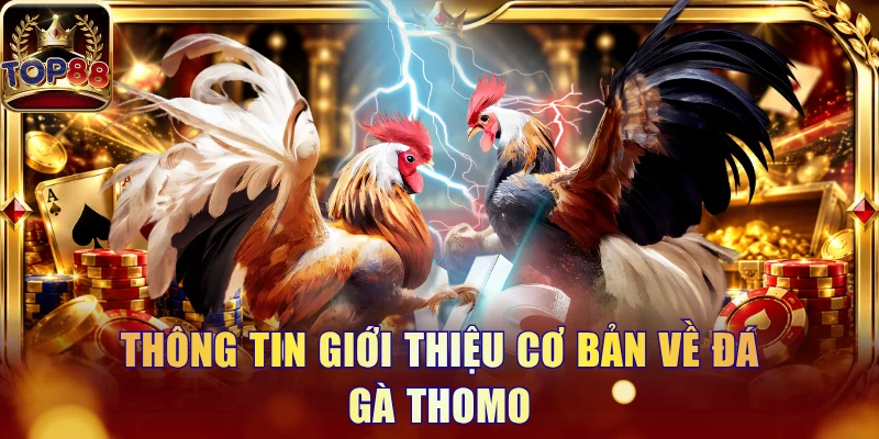 Đá Gà Thomo - Quy Tắc Chọi Kê Và 3 Cửa Đặt Tiền Tại Top88